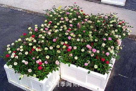 微型月季的養殖方法攻略(圖8)
