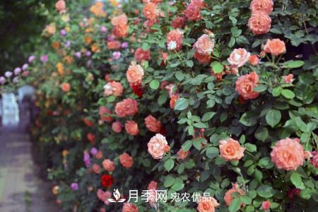 藤本月季制作月季花墻怎么固定？(圖2)
