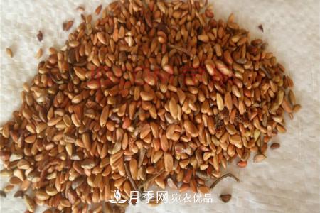 月季花的種子可以種嗎？(圖1)