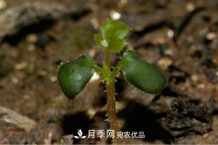 月季花的種子可以種嗎？(圖2)