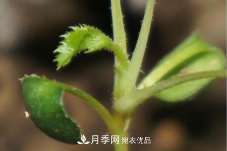 月季花的種子可以種嗎？(圖3)