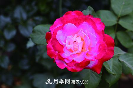 養護月季花施肥施什么肥料？(圖2)