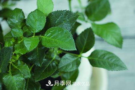 養護月季花施肥施什么肥料？(圖3)
