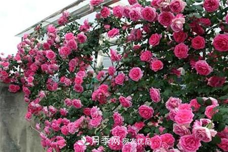 月季種類(lèi)有哪些？帶你了解藤本、灌木、微型、樹(shù)狀(圖1)