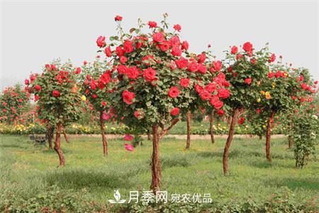 月季種類(lèi)有哪些？帶你了解藤本、灌木、微型、樹(shù)狀(圖4)