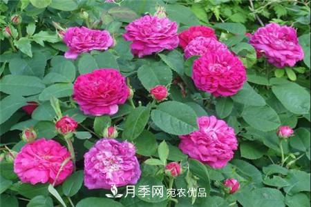 月季種類(lèi)有哪些？帶你了解藤本、灌木、微型、樹(shù)狀(圖2)