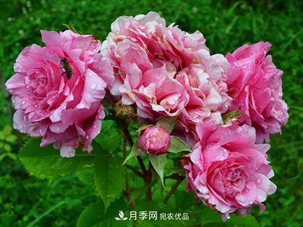 藤本月季之歡迎月季的優(yōu)缺點(diǎn)是什么？(圖2)