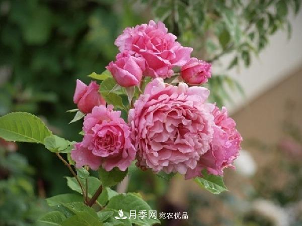 藤本月季之歡迎月季的優(yōu)缺點(diǎn)是什么？(圖3)