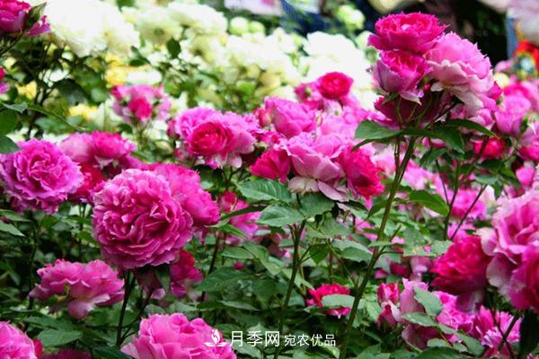 什么是豐花月季，它有什么特點(diǎn)？(圖1)