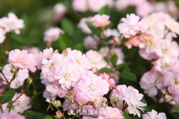 什么是豐花月季，它有什么特點(diǎn)？(圖2)