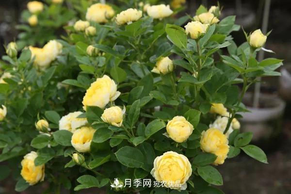 什么是豐花月季，它有什么特點(diǎn)？(圖3)