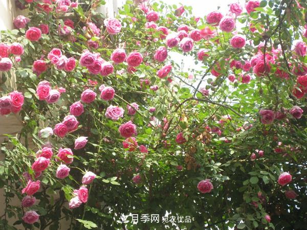 藤本月季入冬前的養護要點(diǎn)(圖2)