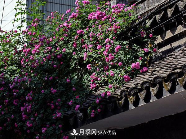 藤本月季入冬前的養護要點(diǎn)(圖3)