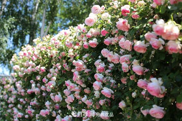 西北東北寒冷地區能種植藤本月季嗎？(圖1)