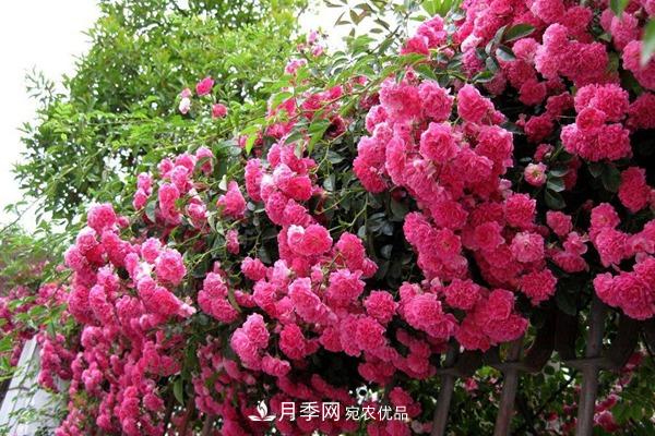 西北東北寒冷地區能種植藤本月季嗎？(圖2)