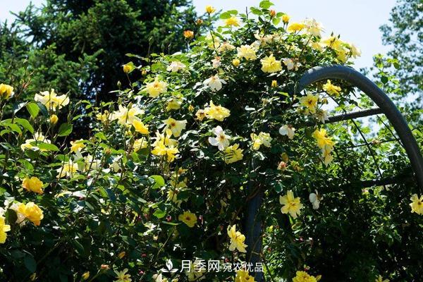 西北東北寒冷地區能種植藤本月季嗎？(圖3)