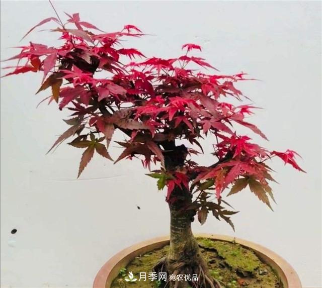 秋天到了，紅楓盆景需做好3個(gè)要點(diǎn)，葉子鮮紅似火(圖2)