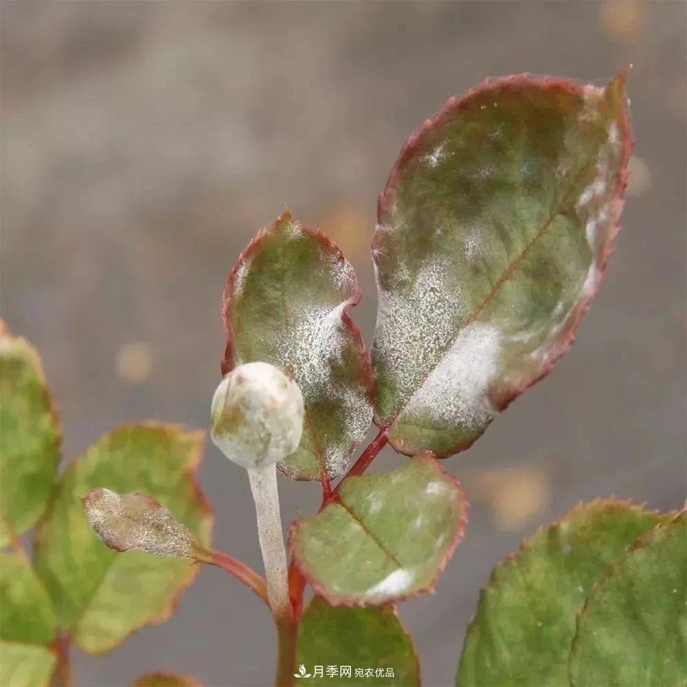 月季花夏季的修剪、施肥和防治病蟲(chóng)害攻略，遠離紅蜘蛛黑斑病(圖6)