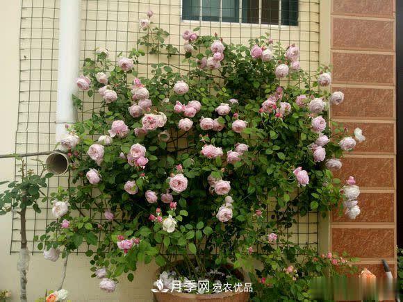 冬天養月季，開(kāi)花很簡(jiǎn)單，滿(mǎn)足“2個(gè)要求”，家住東北也能開(kāi)(圖1)