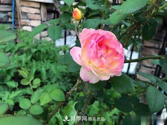 冬天養月季，開(kāi)花很簡(jiǎn)單，滿(mǎn)足“2個(gè)要求”，家住東北也能開(kāi)(圖2)