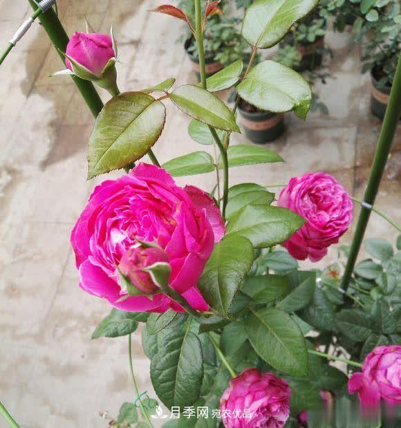 冬天養月季，開(kāi)花很簡(jiǎn)單，滿(mǎn)足“2個(gè)要求”，家住東北也能開(kāi)(圖3)