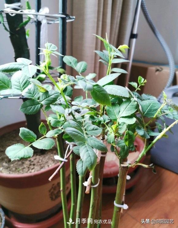冬天養月季，開(kāi)花很簡(jiǎn)單，滿(mǎn)足“2個(gè)要求”，家住東北也能開(kāi)(圖7)