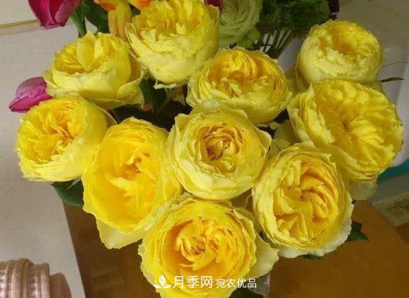 冬天養月季，開(kāi)花很簡(jiǎn)單，滿(mǎn)足“2個(gè)要求”，家住東北也能開(kāi)(圖8)