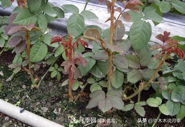 月季打頂是什么意思？教你正確打頂，苗更壯長(cháng)更快花更多(圖8)