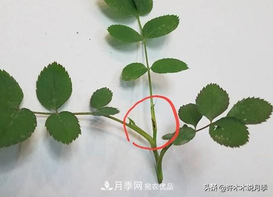 月季打頂是什么意思？教你正確打頂，苗更壯長(cháng)更快花更多(圖7)