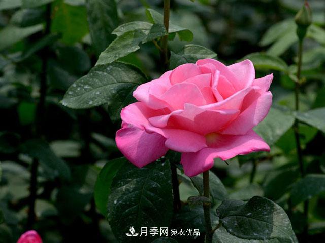 養月季，做好“4點(diǎn)”，月季花呼呼開(kāi)，又多又大(圖1)