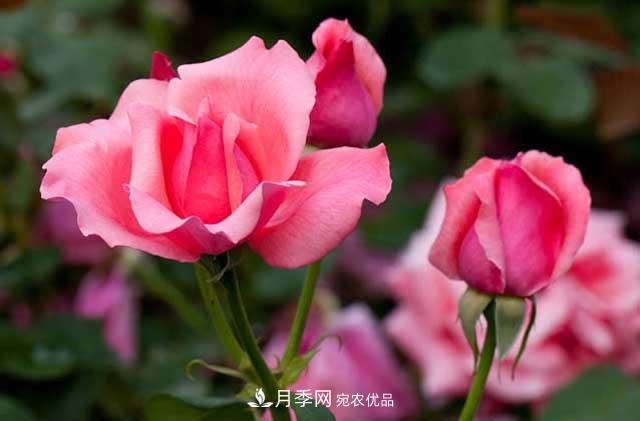 養月季，做好“4點(diǎn)”，月季花呼呼開(kāi)，又多又大(圖2)