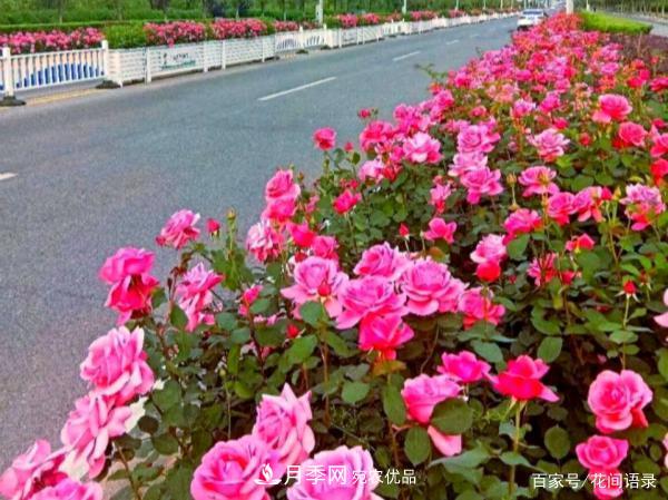 安徽銅陵公路旁種滿(mǎn)“高級月季”，大家說(shuō)太漂亮，繞路也要去看花(圖1)