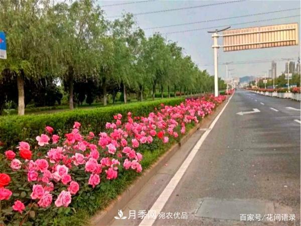 安徽銅陵公路旁種滿(mǎn)“高級月季”，大家說(shuō)太漂亮，繞路也要去看花(圖5)