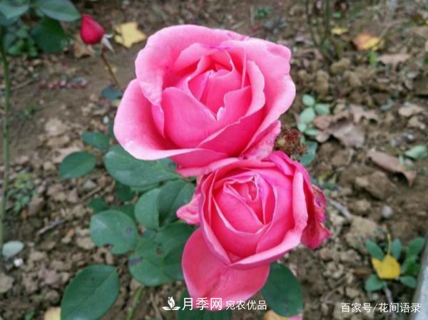 安徽銅陵公路旁種滿(mǎn)“高級月季”，大家說(shuō)太漂亮，繞路也要去看花(圖4)