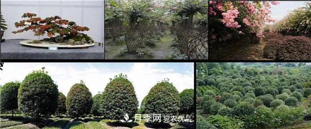 先抑后揚，上半年四川溫江的花木賣(mài)了12億(圖2)