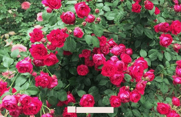 月季花愛(ài)長(cháng)個(gè)開(kāi)花多，養上2-3年就成“花墻”，值得擁有(圖3)