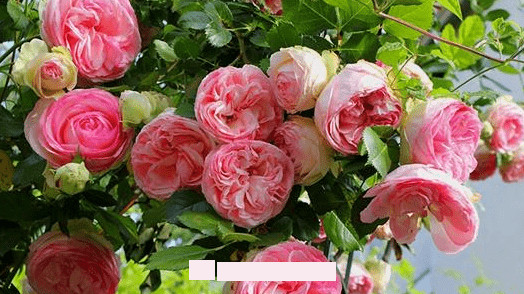 月季花愛(ài)長(cháng)個(gè)開(kāi)花多，養上2-3年就成“花墻”，值得擁有(圖1)