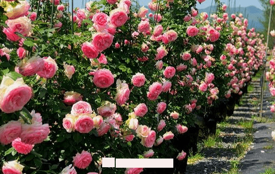 月季花愛(ài)長(cháng)個(gè)開(kāi)花多，養上2-3年就成“花墻”，值得擁有(圖2)