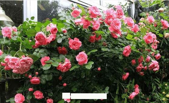 月季花愛(ài)長(cháng)個(gè)開(kāi)花多，養上2-3年就成“花墻”，值得擁有(圖5)
