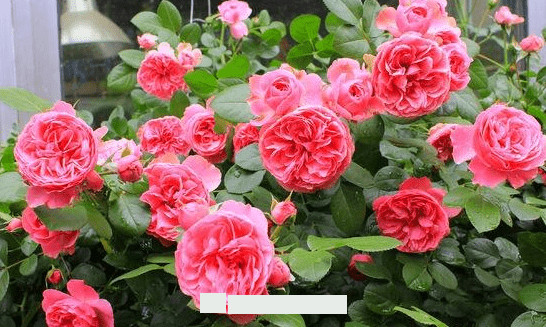 月季花愛(ài)長(cháng)個(gè)開(kāi)花多，養上2-3年就成“花墻”，值得擁有(圖4)