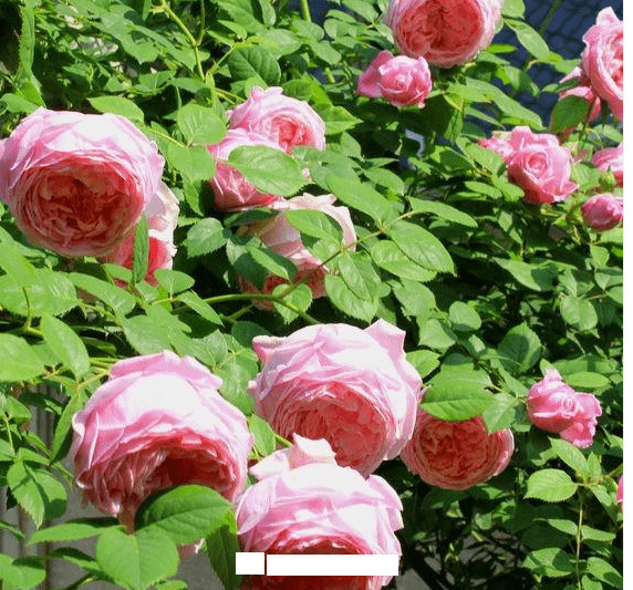 月季花愛(ài)長(cháng)個(gè)開(kāi)花多，養上2-3年就成“花墻”，值得擁有(圖8)