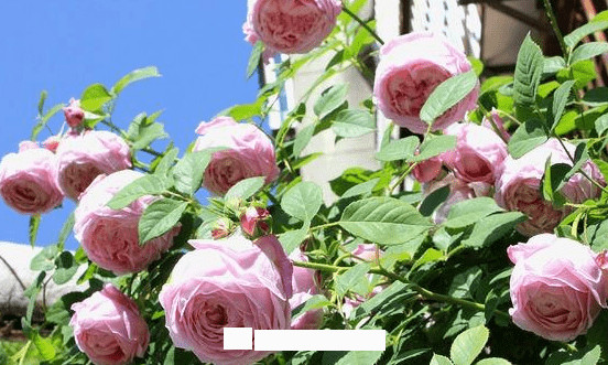 月季花愛(ài)長(cháng)個(gè)開(kāi)花多，養上2-3年就成“花墻”，值得擁有(圖7)