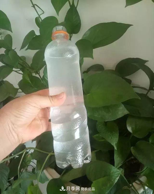 養月季花必備“3種肥”，每月花盆撒一點(diǎn)(圖3)