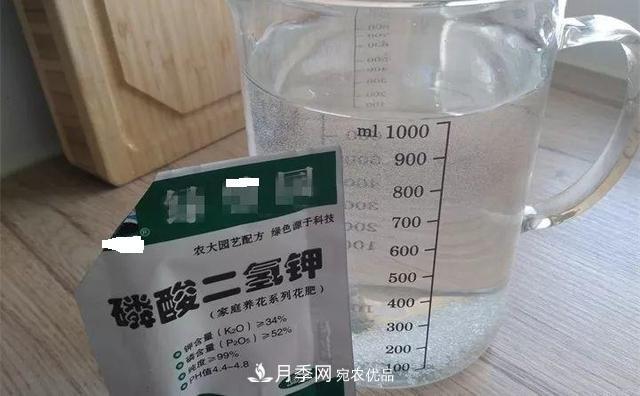 養月季花必備“3種肥”，每月花盆撒一點(diǎn)(圖4)