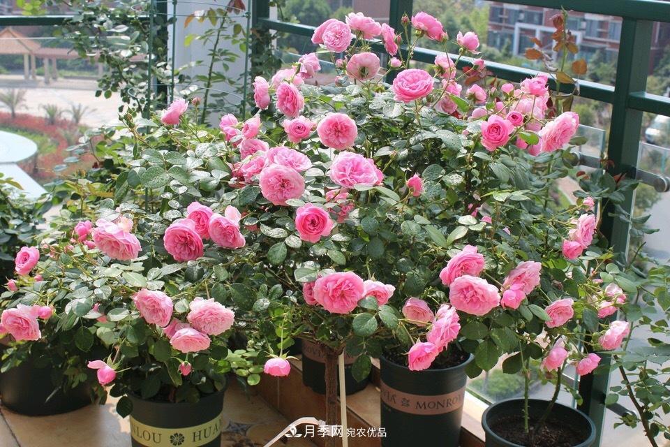 養月季花必備“3種肥”，每月花盆撒一點(diǎn)(圖1)