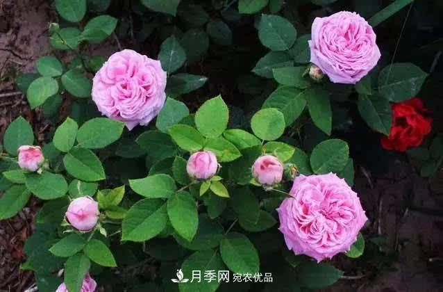 月季修剪有技巧，知道幾個(gè)養護小妙招，花謝了還能開(kāi)好幾茬(圖2)