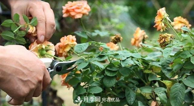 月季修剪有技巧，知道幾個(gè)養護小妙招，花謝了還能開(kāi)好幾茬(圖1)
