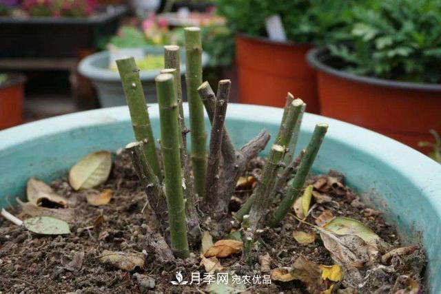 月季修剪有技巧，知道幾個(gè)養護小妙招，花謝了還能開(kāi)好幾茬(圖3)