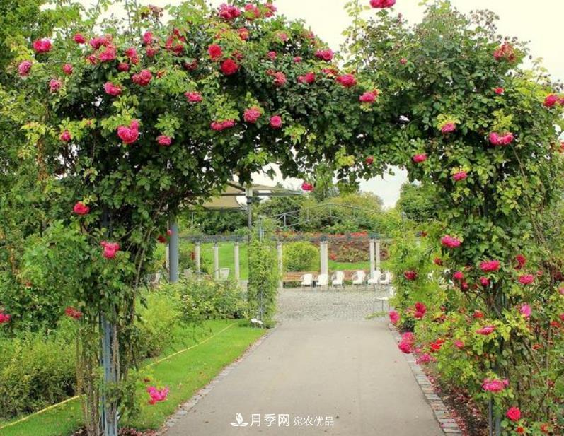 推薦10種紅色系藤本月季，富貴又喜慶，養一棵開(kāi)一片(圖1)