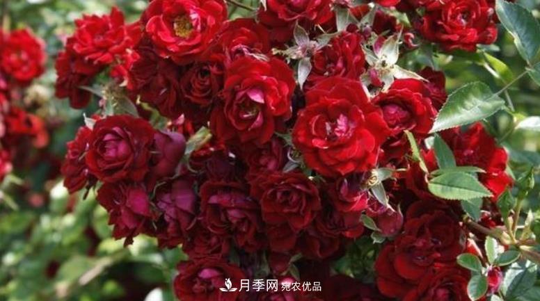 推薦10種紅色系藤本月季，富貴又喜慶，養一棵開(kāi)一片(圖8)